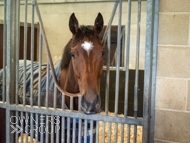 AK021025-96 - Believitanducan